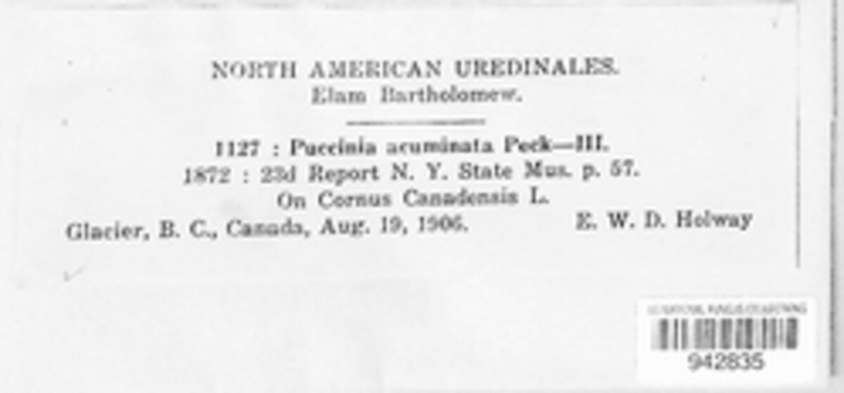 Puccinia acuminata image